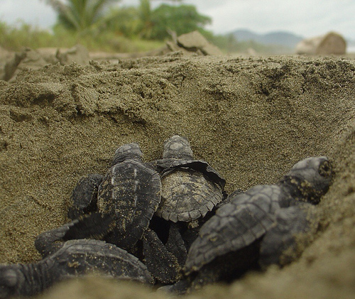 Turtle Nesting Sites facing the Heat