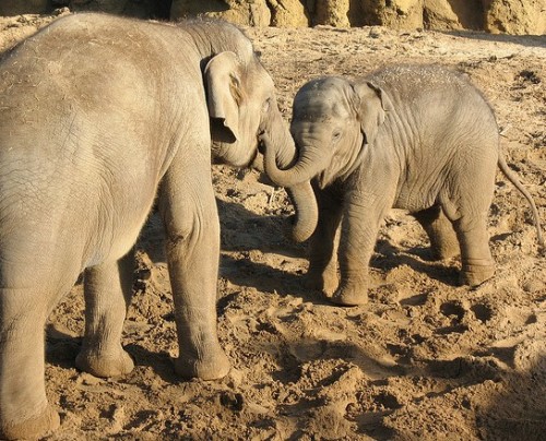 6000 Elephants call Karnataka Home