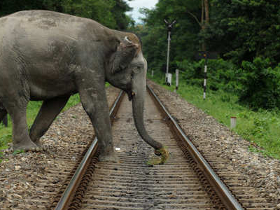 Technology to the Rescue of Elephants along Railway Tracks