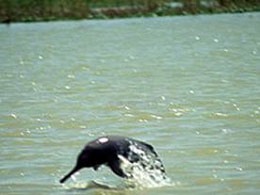 Bihar houses Stable population of Gangetic Dolphins
