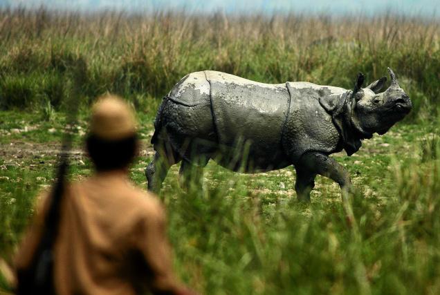 Assam Government Plans 8 Key Strategies To Protect Rhinos