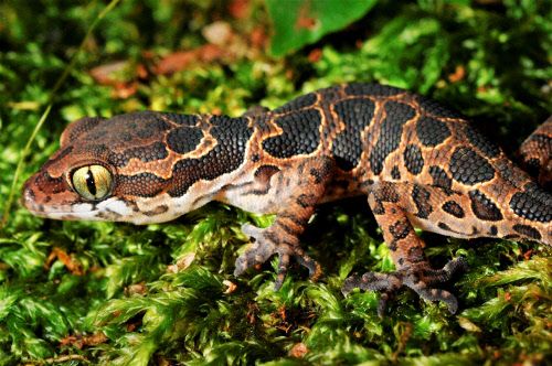 After 135 Years ‘Extinct’ Gecko is Seen Again