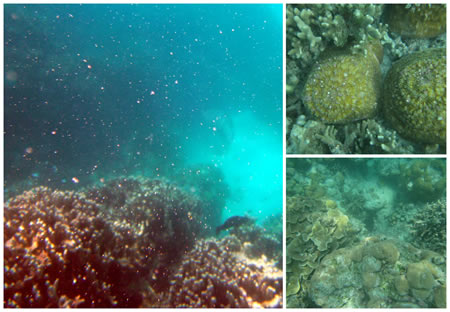 Mesmerizing Coral Spawning Recorded in Lakshadweep for the First Time
