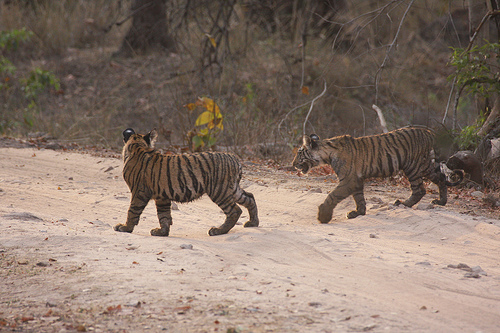 Environment Ministry rejects Proposed Highway Expansion for Tigers
