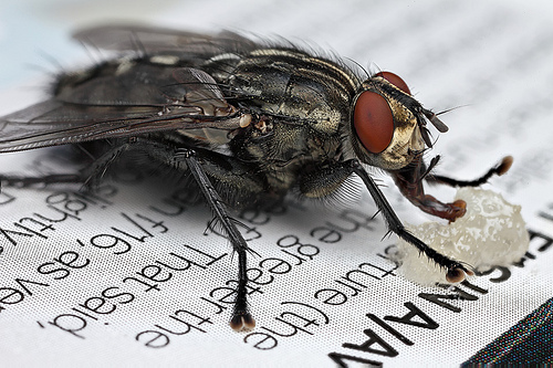 Finding Rare Species may Soon be a Fly’s Job!