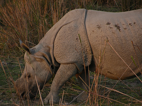 The Last Rhinos of Kaziranga, will they Last?