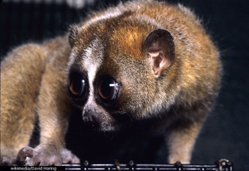 Soldier Saves Bengal Slow Loris from ‘Godman’