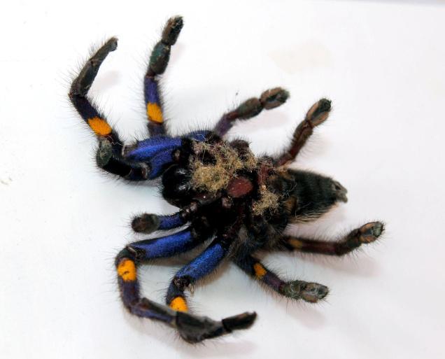 Critically Endangered Spider Seen after 113 years! - India's Endangered