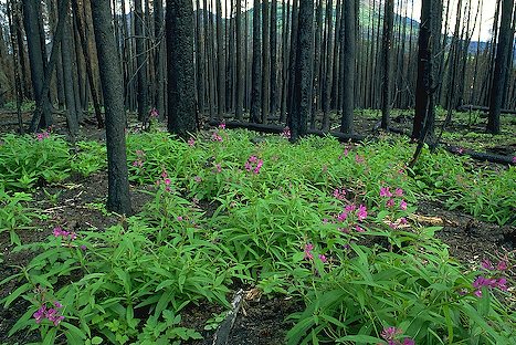 Mystery Revealed:What triggers Seeds to Sprout after a Forest Fire
