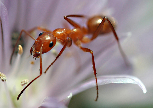 One Man for a Billion Ants: Meet Dr. Himender Bharti