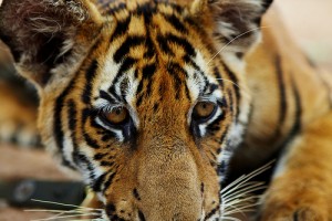 Poor Genes a Threat to Future of Tigers
