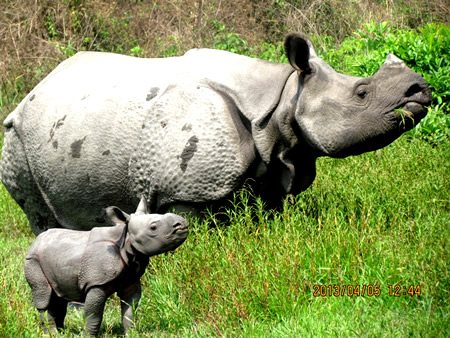 Hand reared Rhino Creates History: Gives birth in the Wild!