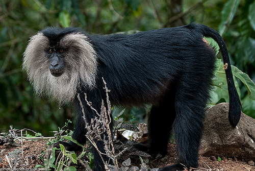 Human Proximity leading to Stomach trouble in Lion Tailed Macaques