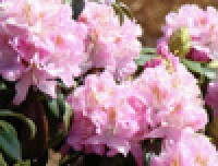 Pink Flowering Plant Discovered in Arunachal Pradesh