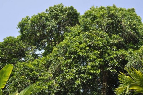 Indian Tree species out of Critically Endangered list