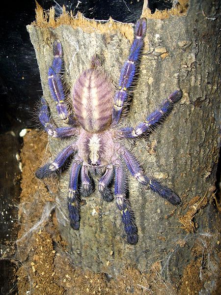 How long do tarantulas live?