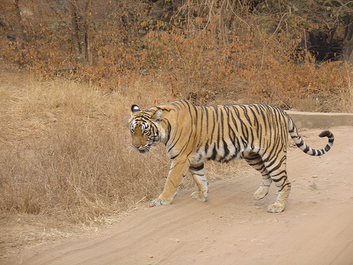 Citizen Volunteers to Patrol Tiger Reserve Soon