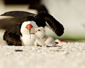 Baby Rare Indian Skimmer Spotted At National Chambal Sanctuary - India 