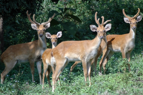 Rare Sangai Deer numbers Increase in Manipur