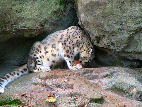 Snow Leopards becoming Victim of Fashion