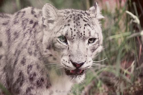 Know Why the Snow Leopard is Endangered