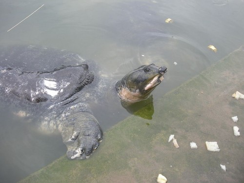 Almost Extinct Turtles Facing Difficult Times in their Last Home