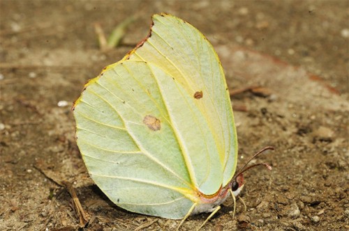 Rare Butterfly Seen after 74 Years!