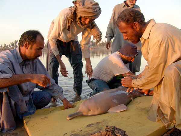 Pod of Rare Indus River Dolphins Spotted in Punjab - India's Endangered