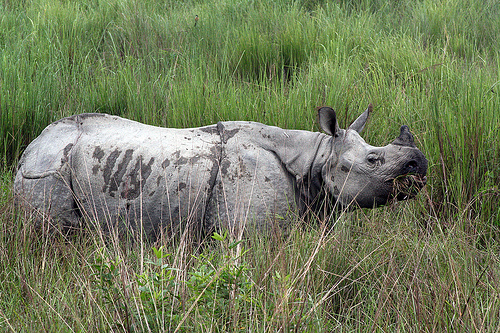 Another Rhino Death in India Scars World Rhino Day