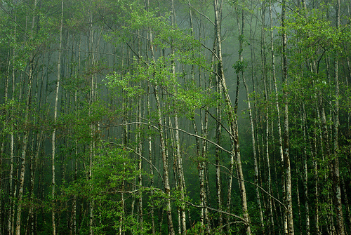 Sikkim becomes the Greenest State of India