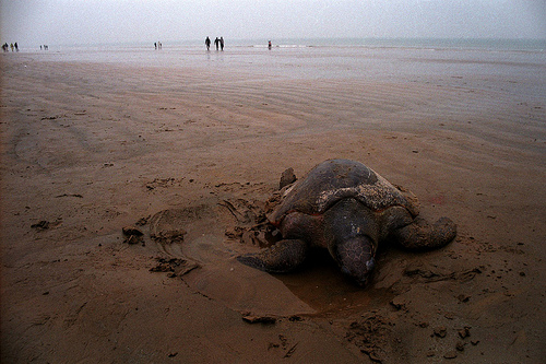 Tourism At Nature’s Expense: Marine Turtle Populations At Risk