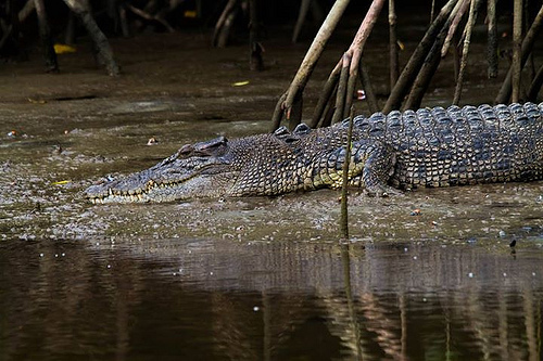 Crocodile Hacked to Death in Odisha highlights Rising Conflict
