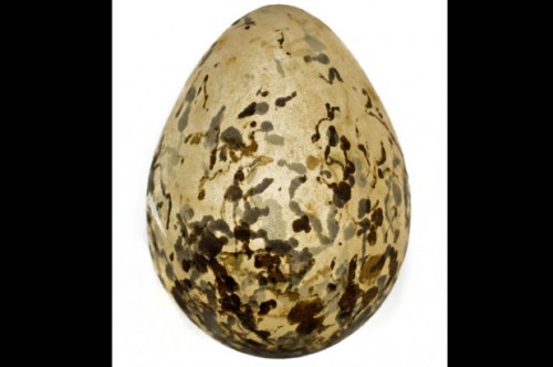 Rarest Egg in the World!