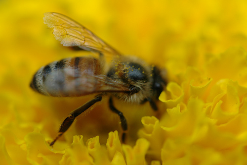 Diesel Pollutants Snatch Honeybee’s Ability to Smell Flowers