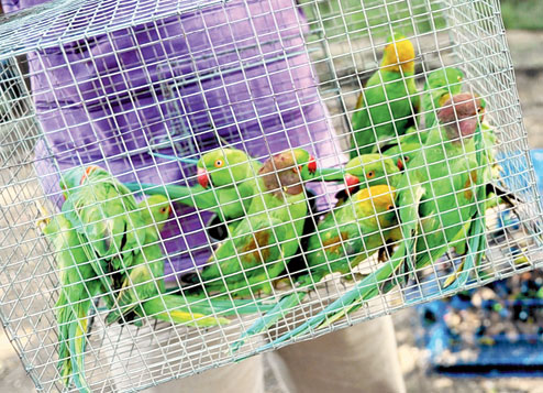 29 Parakeets Rescued From Smugglers