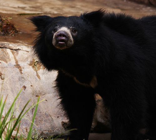 Speeding Vehicles bring Early Death to Sloth Bears
