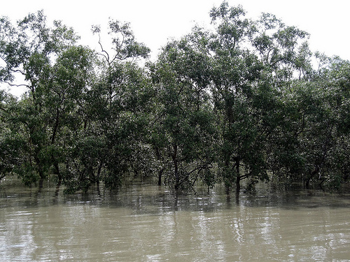 Sea Rising in East Sundarbans – Growing threat to Tigers.