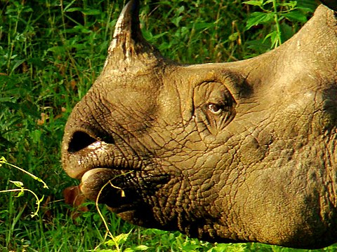 Rhino DNA Cataloging Will Soon Help Nab Poachers In India