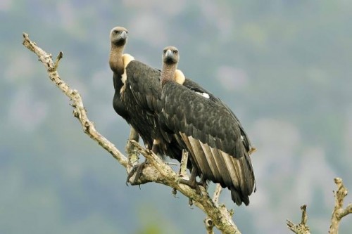 Diclofenac Poisoning Threat Spreading to Vultures Worldwide