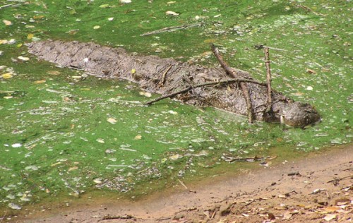 See a Stick on the Crocodile’s Snout? Beware, it’s Bait!