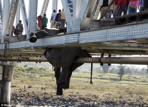 Accidents and Electrocution Kill 28 Elephants, 3 Tigers and 1 Rhino in 2013