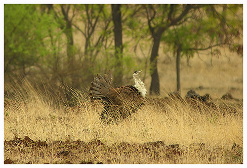 Critically Endangered Great Indian Bustard Spotted in New Habitats