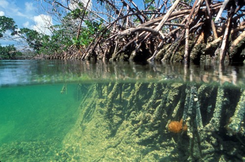 New Species of Mangrove Discovered in Sunderbans