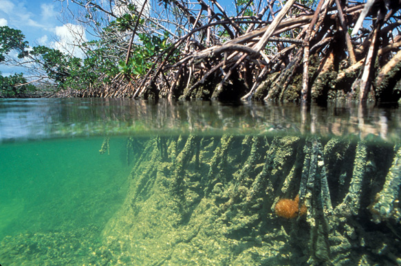 Sundarban Tourism