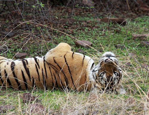 Tiger State Madhya Pradesh Loses 16 Tigers In 12 Months