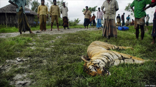 A Record High of 39 Tigers fell Prey to Poachers in 2013