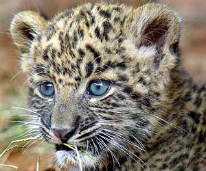 Unusual Sighting: Blue-Eyed Leopards Seen in Jungles of India