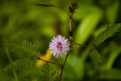 Plants can Learn and Remember Just like Animals