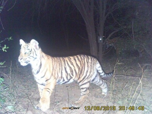 Three Tiger Cubs Seen at Ranthambore