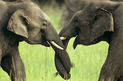 Elephants Console each other in Times of Distress